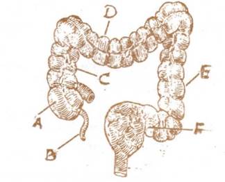 Diagram of the human large intestine